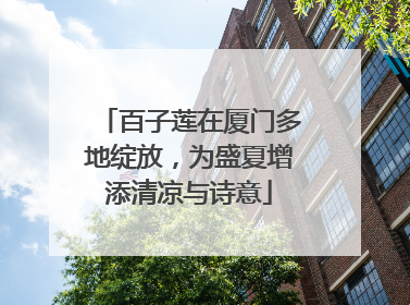 百子莲在厦门多地绽放，为盛夏增添清凉与诗意