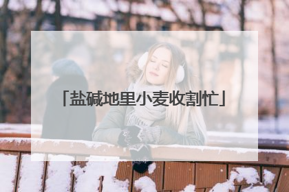 盐碱地里小麦收割忙