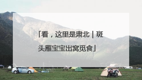 看，这里是肃北｜斑头雁宝宝出窝觅食