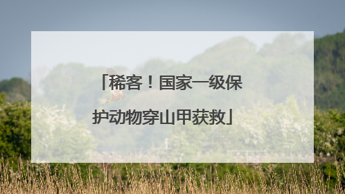 稀客！国家一级保护动物穿山甲获救