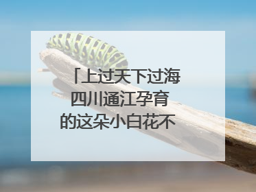 上过天下过海 四川通江孕育的这朵小白花不简单｜川陕渝网络名人巴中行