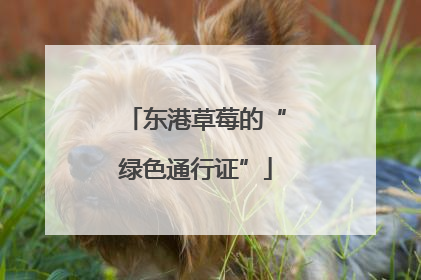 东港草莓的“绿色通行证”