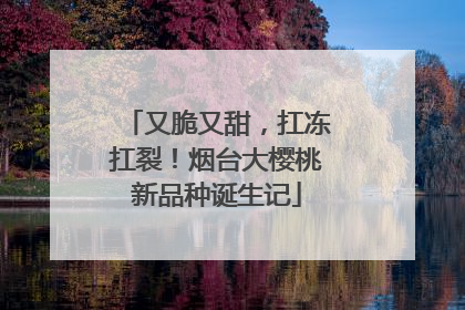 又脆又甜，扛冻扛裂！烟台大樱桃新品种诞生记