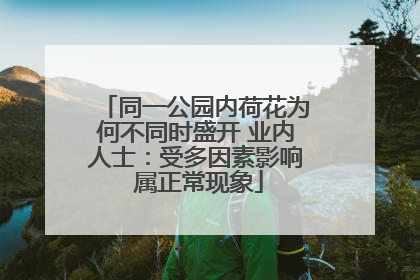 同一公园内荷花为何不同时盛开 业内人士：受多因素影响 属正常现象