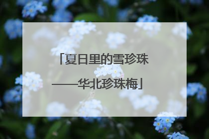 夏日里的雪珍珠——华北珍珠梅