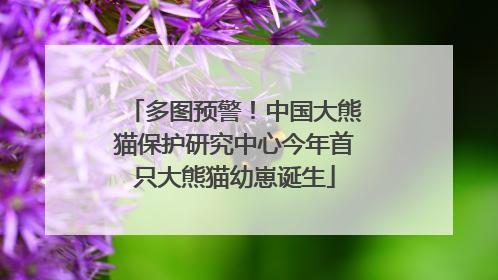 多图预警！中国大熊猫保护研究中心今年首只大熊猫幼崽诞生