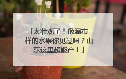 太壮观了！像瀑布一样的水果你见过吗？山东这里超能产！