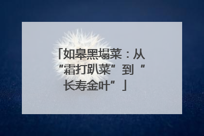 如皋黑塌菜：从“霜打趴菜”到“长寿金叶”