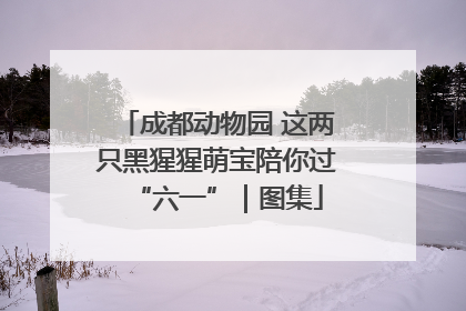 成都动物园 这两只黑猩猩萌宝陪你过“六一”｜图集