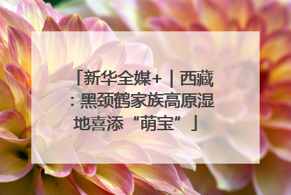 新华全媒+｜西藏：黑颈鹤家族高原湿地喜添“萌宝”