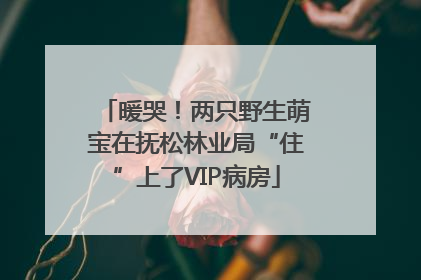 暖哭！两只野生萌宝在抚松林业局“住”上了VIP病房