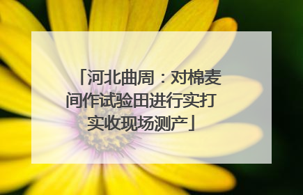 河北曲周：对棉麦间作试验田进行实打实收现场测产