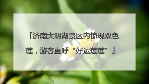 济南大明湖景区内惊现双色莲，游客直呼“好运莲莲”