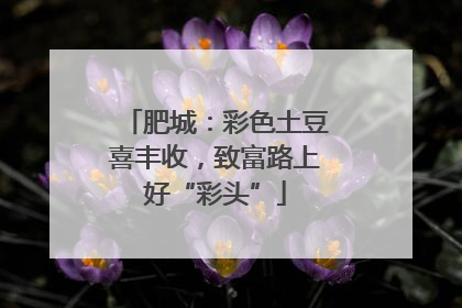 肥城：彩色土豆喜丰收，致富路上好“彩头”