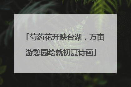 芍药花开映台湖，万亩游憩园绘就初夏诗画