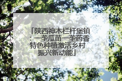 陕西神木栏杆堡镇：一垄瓜苗一垄药香 特色种植激活乡村振兴新动能