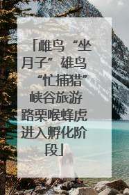 雌鸟“坐月子”雄鸟“忙捕猎” 峡谷旅游路栗喉蜂虎进入孵化阶段