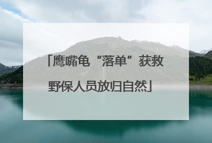 鹰嘴龟“落单”获救 野保人员放归自然